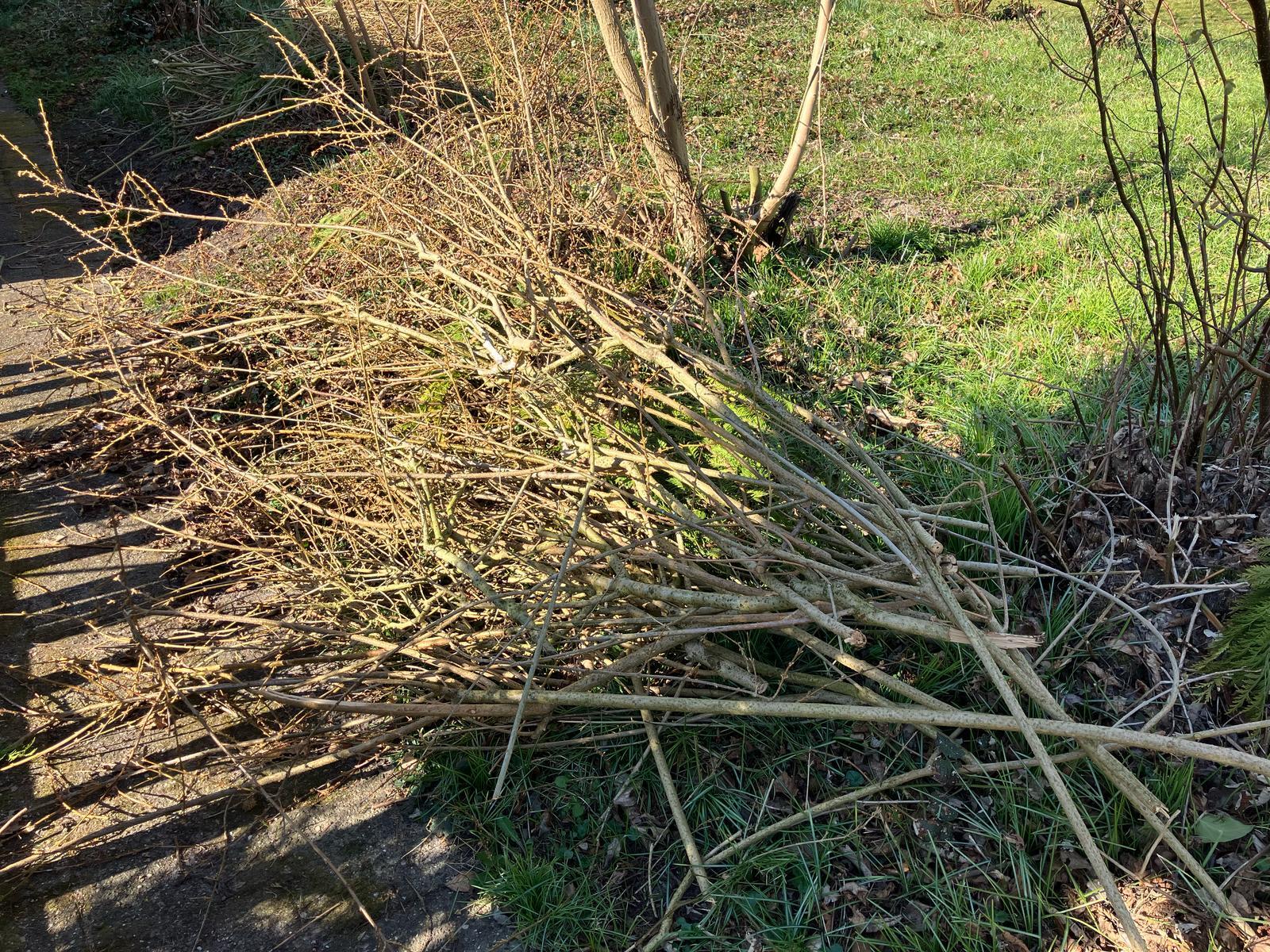 20250408 snoeihout
